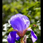 L'iris bleu symbolise la confiance.אירוס  